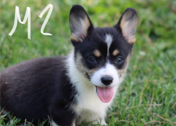 pembroke welsh corgi
