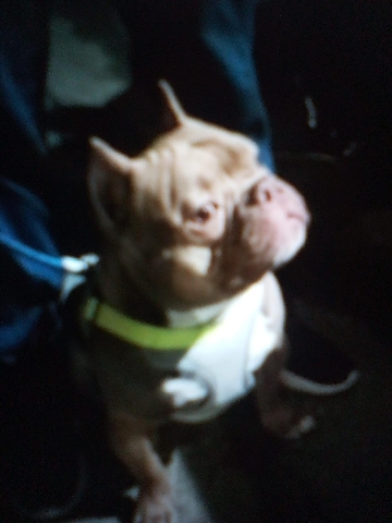 Micro Bully 10 months old
