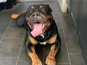 American Bulldog -  American bully cross Rottweiler  available for adoption in Horley