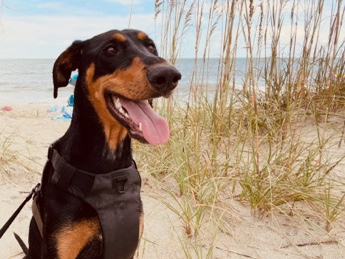 Doberman Pinscher – Sweet Doberman – Evergreen