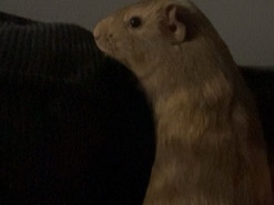  two guinea pigs for sale 