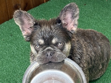 FLUFFY BOY BULLDOG