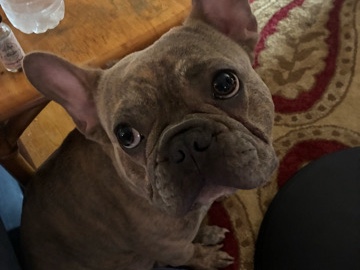 French Bulldog - dukey pukey! available for adoption in Downers Grove