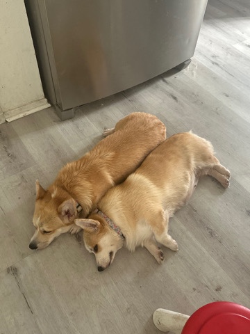 Pembroke Welsh Corgi – 2 female FULL AKC Corgis
