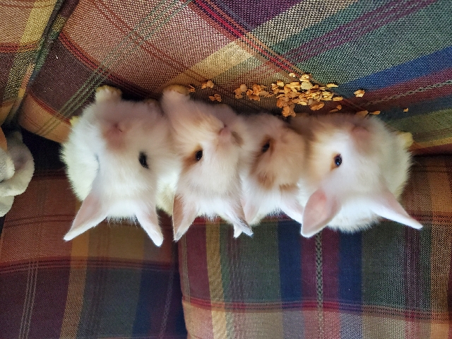 Holland Lop – Lop-Lions