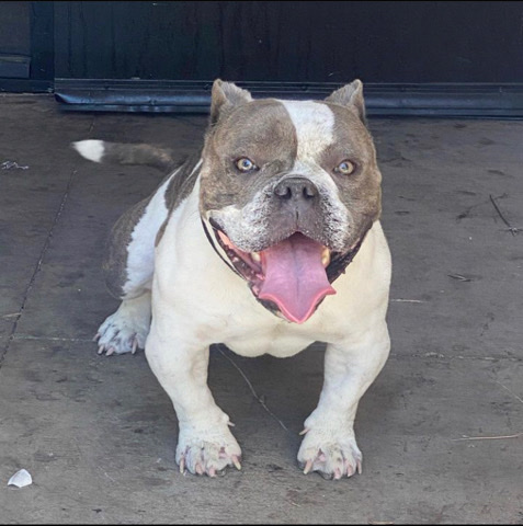 French Bulldog – Micro Bully Blue Pie