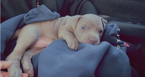 American Pit Bull Terrier – Puppy For Sell