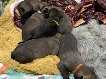 Irish Wolfhound – Irish Wolfhound