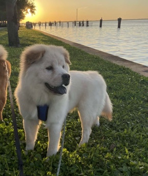 Chow Chow – beautiful chow chow purebred!