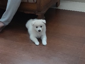 Indian Spitz - Spitz available for adoption in Nattakom