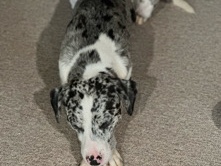 Australian Cattle Dog – Looking to rehome, my sweet, loving dog – Culpeper