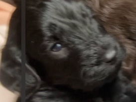 Cockapoo – 4 cockapoo x poodle puppies ( all boys) – Longfield