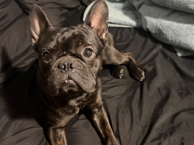 French Bulldog – snoopy – Silver Spring