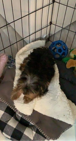 Yorkshire Terrier – a new cave for little bear