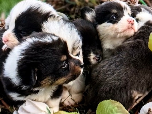 Pembroke Welsh corgi blue and tricolor available