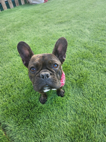 French Bulldog – Rehoming Frenchie