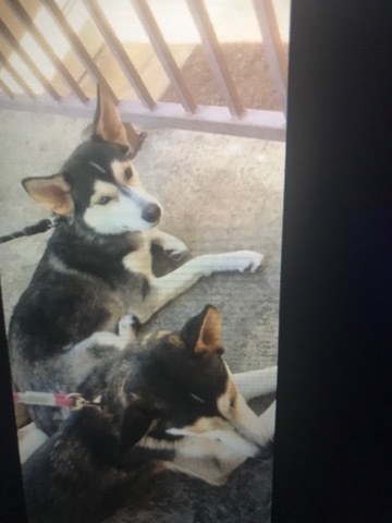 Siberian Husky – Siberian huskie (Boy)