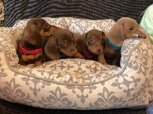 dachshund