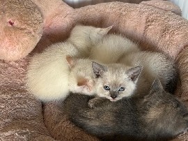 Ragdoll – Ragdoll x kittens exeter – Plymouth