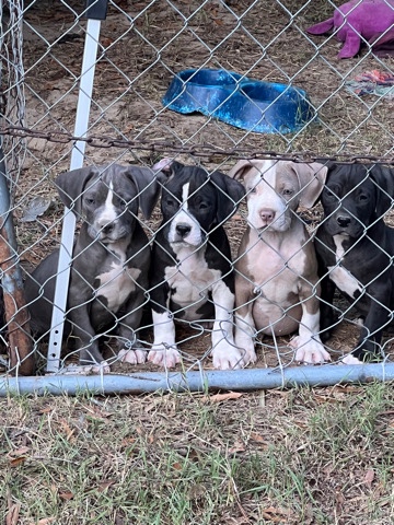 American Staffordshire Terrier – sell
