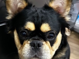 French Bulldog – Sweet French Bulldog Looking for a Loving Home – Henderson