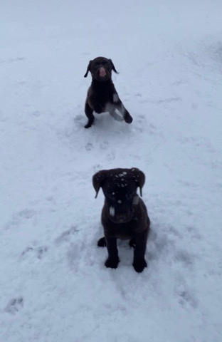 Labrador Retriever – Labrador pups