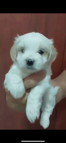 Maltese – Maltipoo girl and boy