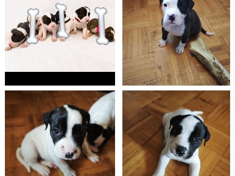 Dogo Argentino – Dogo/American bully mix – Toronto