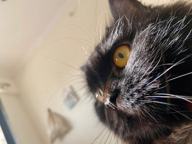 Persian (Traditional) – black female cat percian