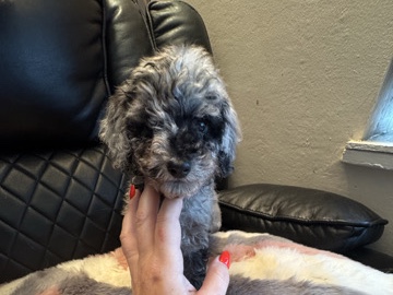 Poodle – poodle puppies – Marmaris