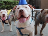American Pit Bull Terrier – Rehoming 9 Yr old Blue Fawn Male Pitbull – San Diego