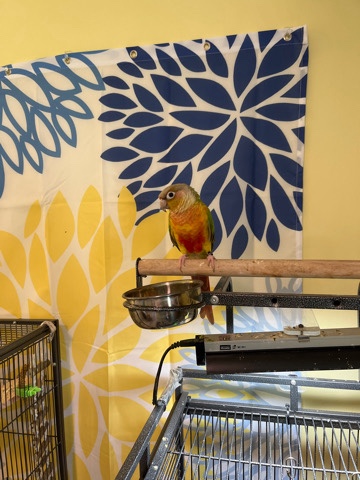 Conures – 2 Year old Pineapple Conure