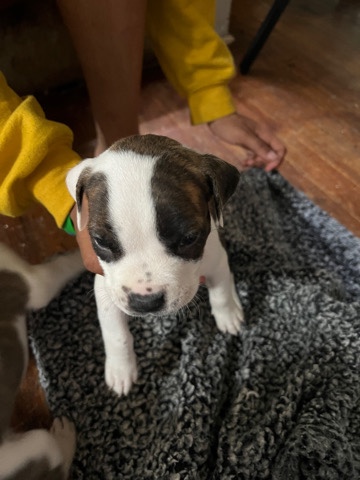 American Pit Bull Terrier – 4 American Pitbull Terriers