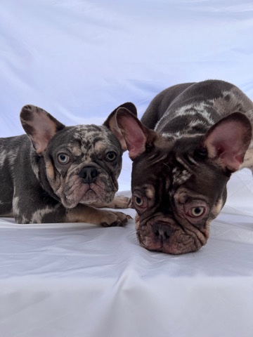 French Bulldog – Chita & Shaft