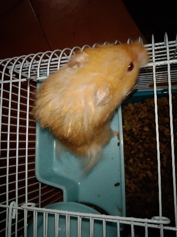 hamster – Hamster