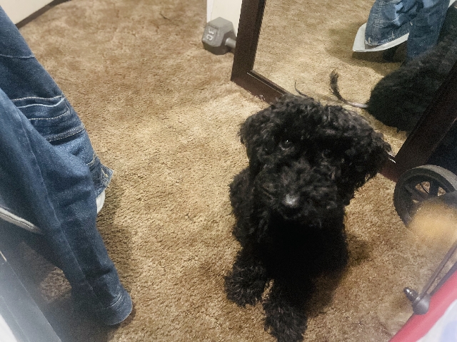 Poodle – female golden doodle