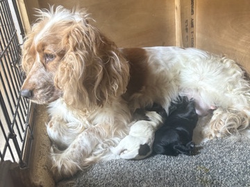 English Cocker Spaniel – 2 lovely cocker spaniels – Abertillery