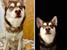Pomsky – pomsky – Avon
