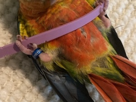 کنیور یلۇ ساید دبل رد فاكتور