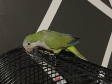 Quaker Parrot - Quaker Parrot  available for adoption in Dallas