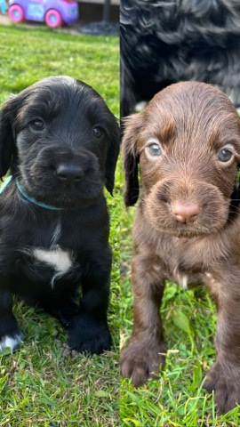English Cocker Spaniel – cocker spaniel puppies