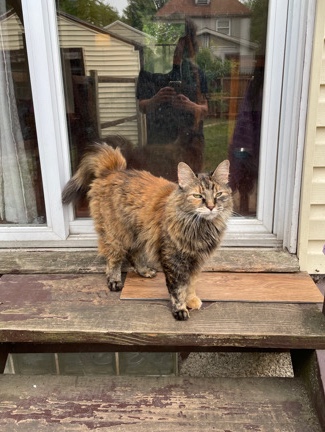 Cat Rehome - Stella – Kent