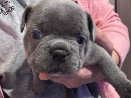 French Bulldog – AKC FRENCH BULL DOG – Kansas City