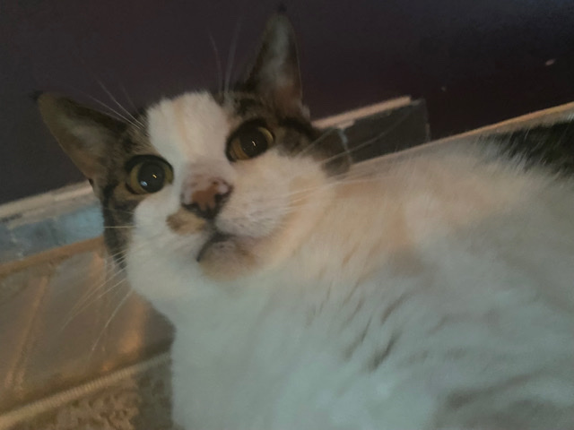 Angel (female)