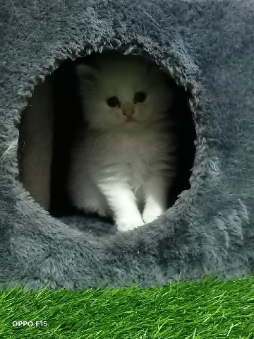 Persian (Modern) – Persian Kittens for Sale