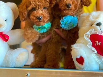 Poodle – Charming Poodle Puppies Available – Stockholm