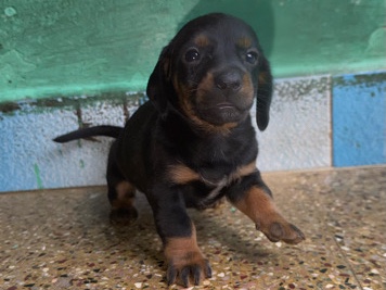 Dachshund – Female Dachshund Puppy 💗 – Chennai