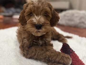 mini golden doodle – Boston