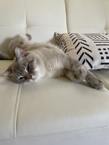 Ragdoll – McLean