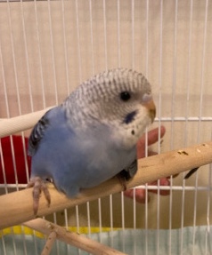 Budgerigar – blue budgie